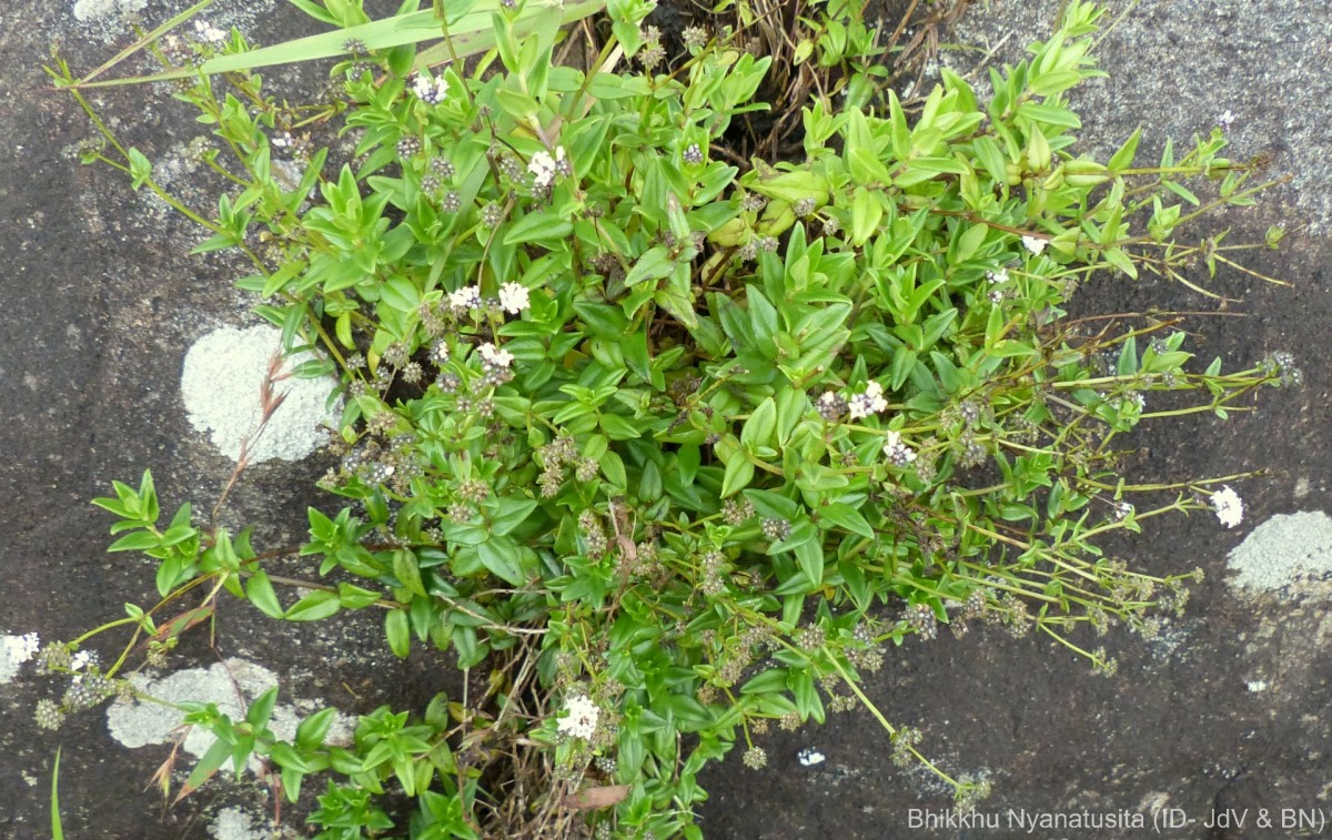 Neanotis monosperma (Wight & Arn.) W.H.Lewis
